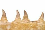 Mosasaur Jaw with Eleven Teeth - Morocco #225308-3